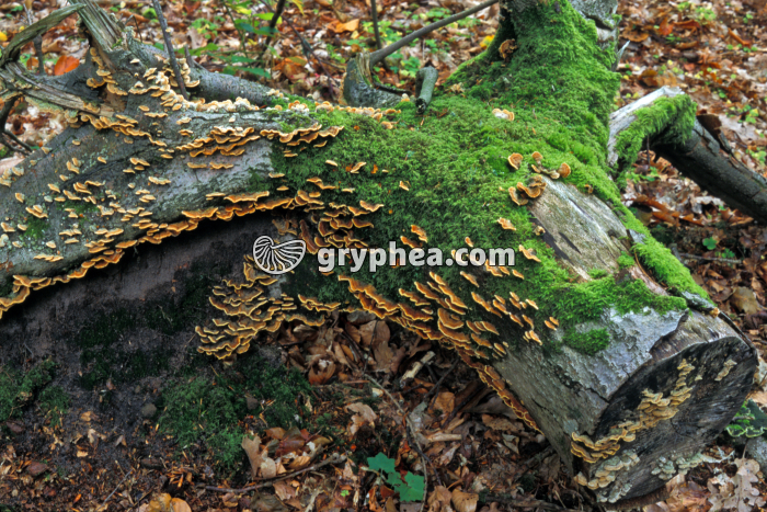 Souche et champignons - gryphea.com